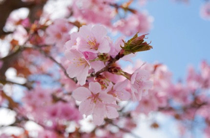 Wickford cherry blossom for my music video