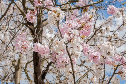 Wickford cherry blossom for my music video