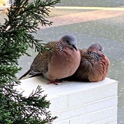 Spotted Doves that visit Benson's flat